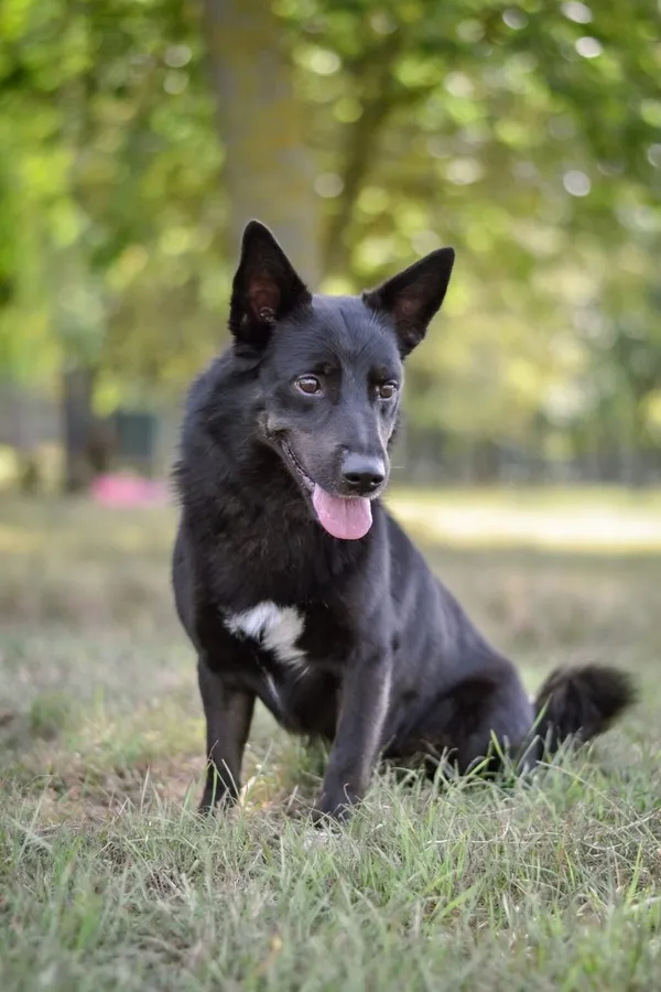 Pies do adopcji, Radom, 4 listopada 2025 (3/5)