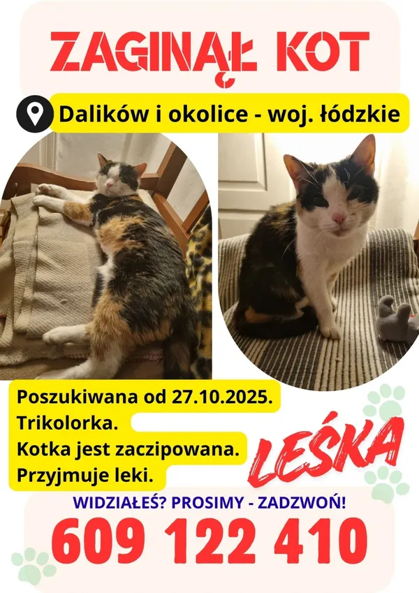Zaginął kot, Łódź, 3 listopada 2025