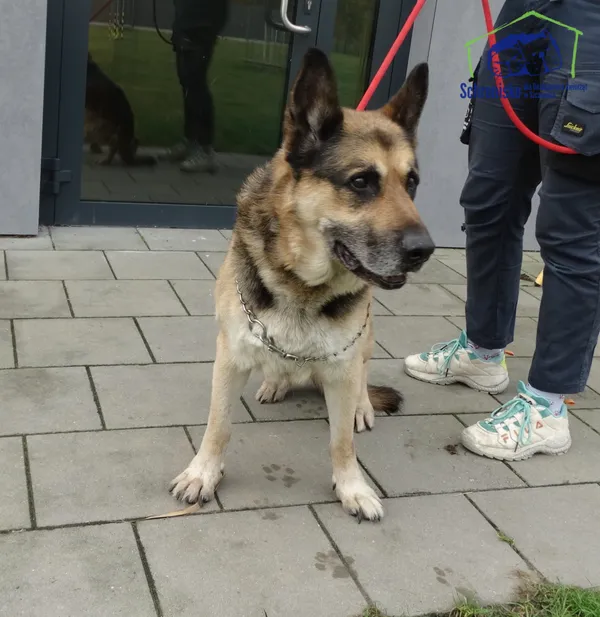 Znaleziono psa, Szczecin, 3 listopada 2025