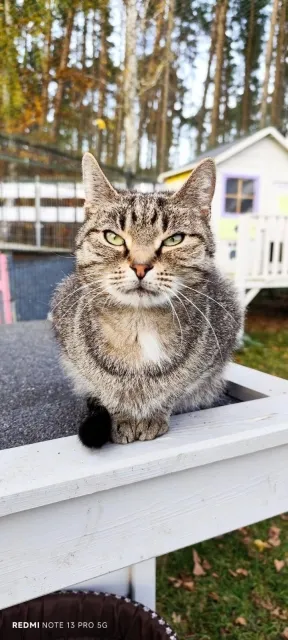 Kot do adopcji, Piła, 4 września 2025 (1/5)