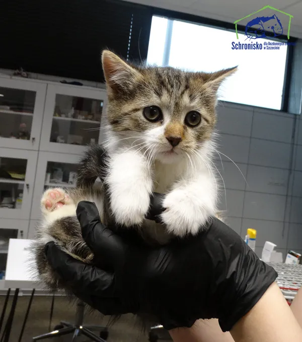 Kot do adopcji, Szczecin, 3 listopada 2025