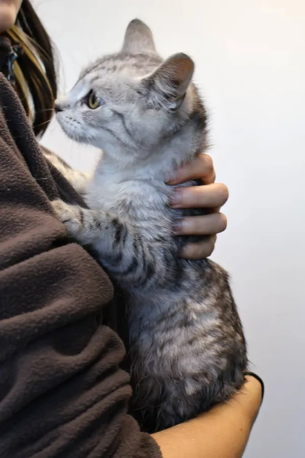 Znaleziono kota, Łódź, 4 listopada 2025 (1/2)