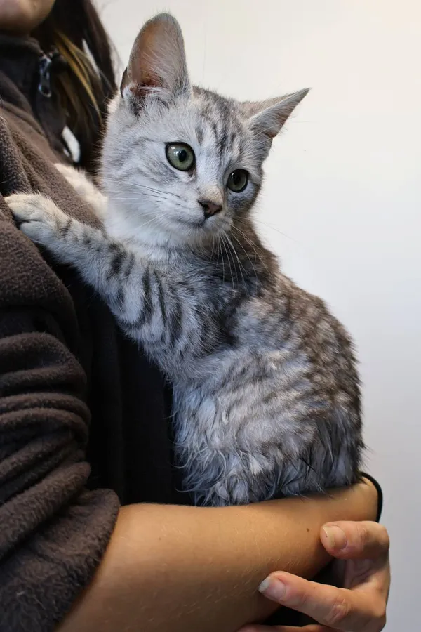 Znaleziono kota, Łódź, 4 listopada 2025 (2/2)