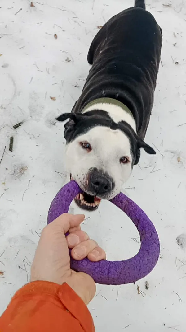 Pies do adopcji, Milanówek, 15 lutego 2026 (1/5)