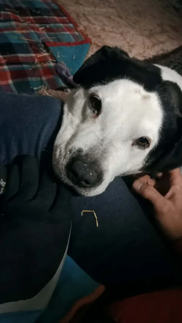 Pies do adopcji, Milanówek, 15 lutego 2026 (3/5)