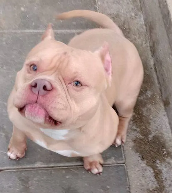 Znaleziono psa, Gdańsk, 4 listopada 2025