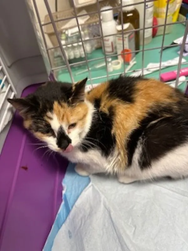 Znaleziono kota, Gdańsk, 4 listopada 2025