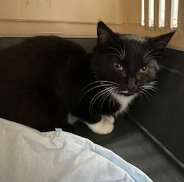 Znaleziono kota, Gdańsk, 4 listopada 2025