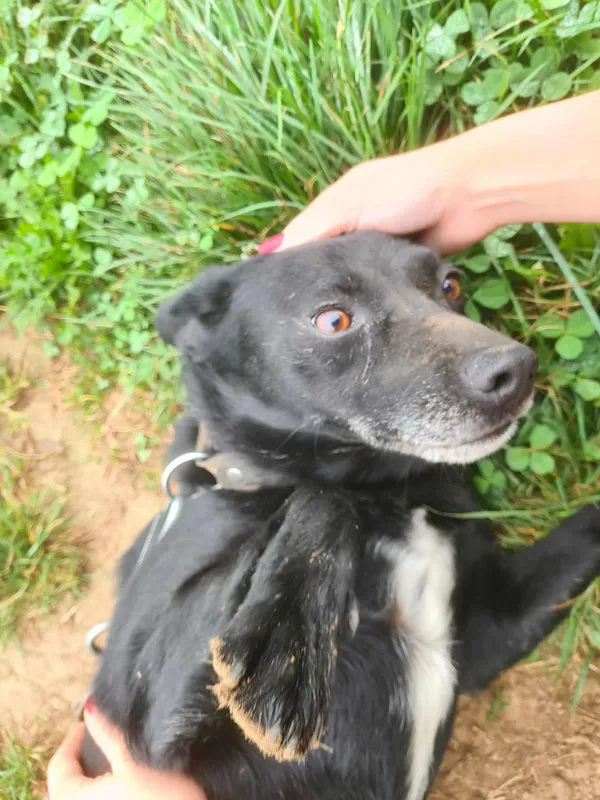 Zaginął pies, Lubla, 4 listopada 2025 (2/2)