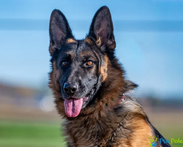 Pies do adopcji, Racławice, 7 kwietnia 2026 (1/5)