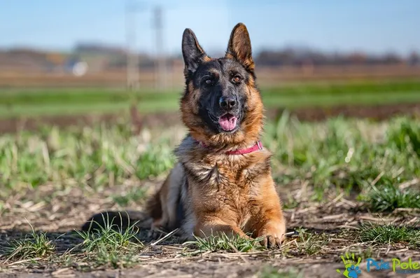 Pies do adopcji, Racławice, 7 kwietnia 2026 (4/5)