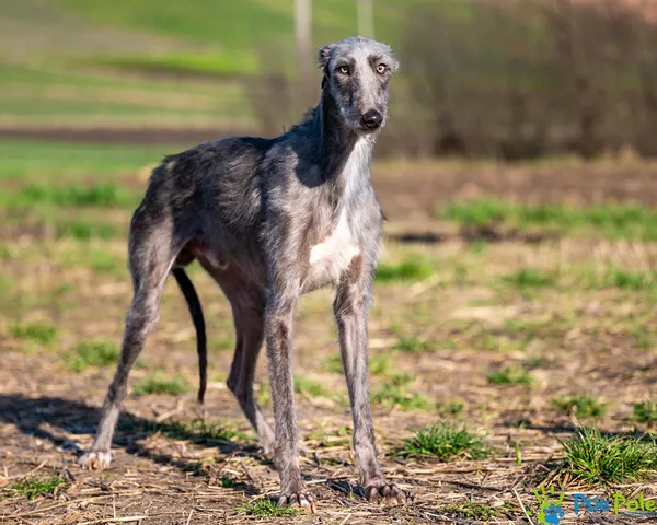 Pies do adopcji, Racławice, 31 października 2025 (4/5)