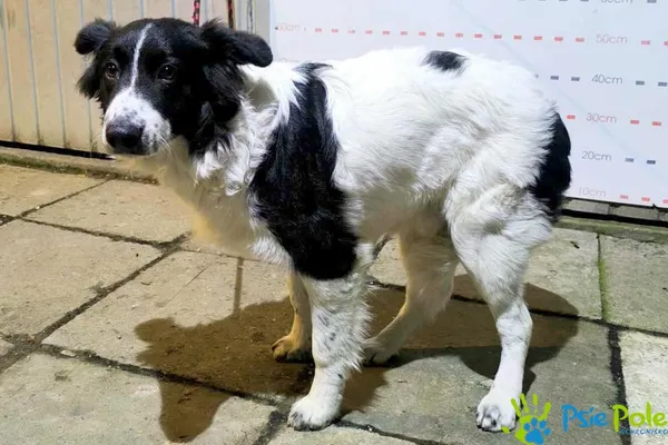 Znaleziono psa, Racławice, 31 października 2025