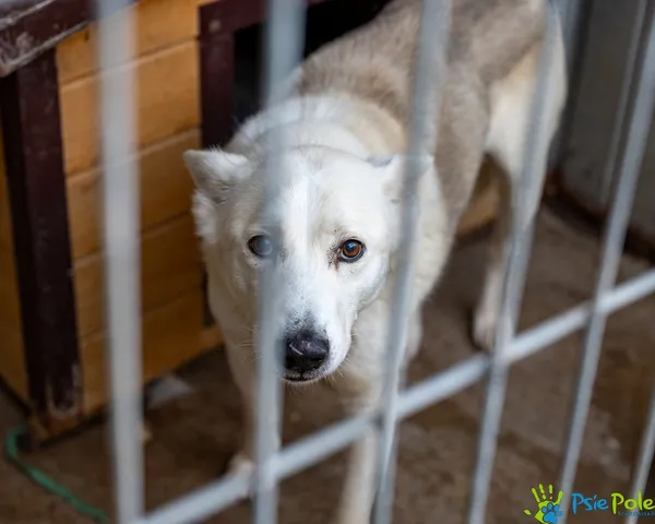 Znaleziono psa, Racławice, 27 października 2025 (2/5)