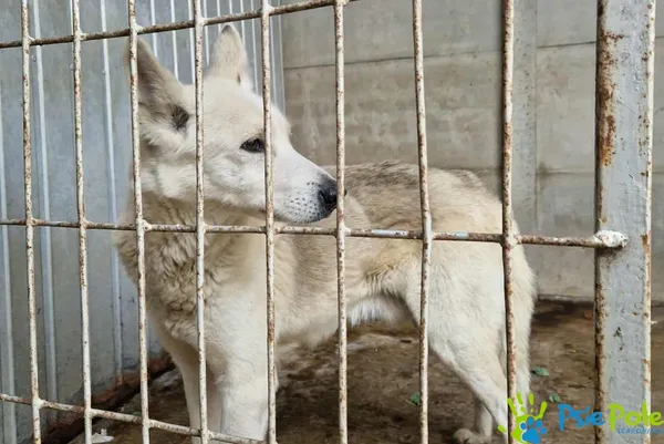 Znaleziono psa, Racławice, 27 października 2025 (5/5)