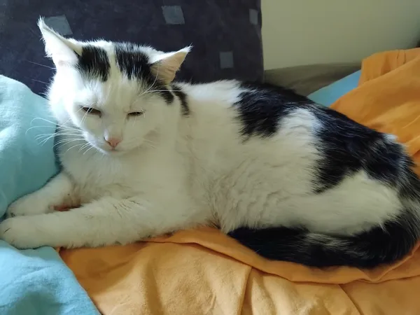 Zaginął kot, Bielsko-Biała, Leszczyny, 4 listopada 2025 (3/3)