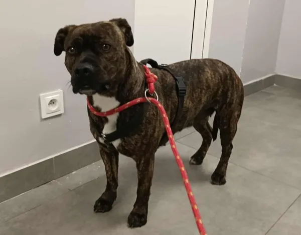 Znaleziono psa, Toruń, 3 listopada 2025