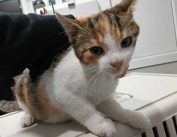 Znaleziono kota, Toruń, 3 listopada 2025