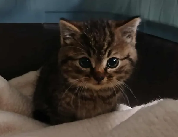 Znaleziono kota, Toruń, 3 listopada 2025