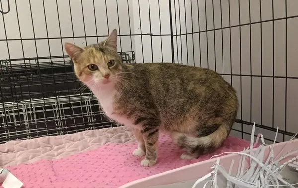 Znaleziono kota, Toruń, 1 listopada 2025