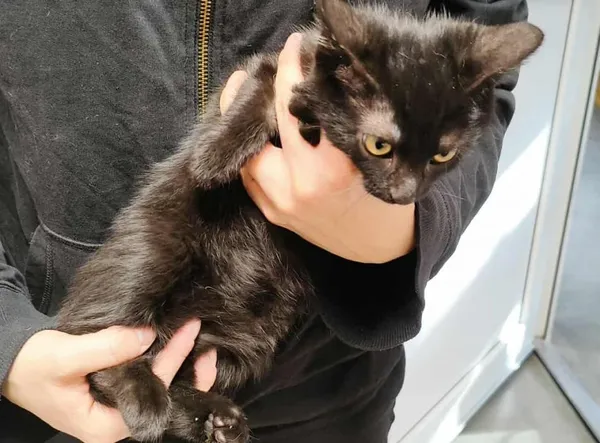 Znaleziono kota, Toruń, 31 października 2025