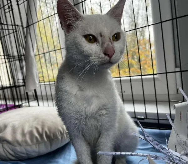 Znaleziono kota, Toruń, 3 listopada 2025