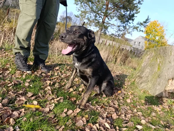 Pies do adopcji, Bełchatów, 21 lipca 2025 (3/5)