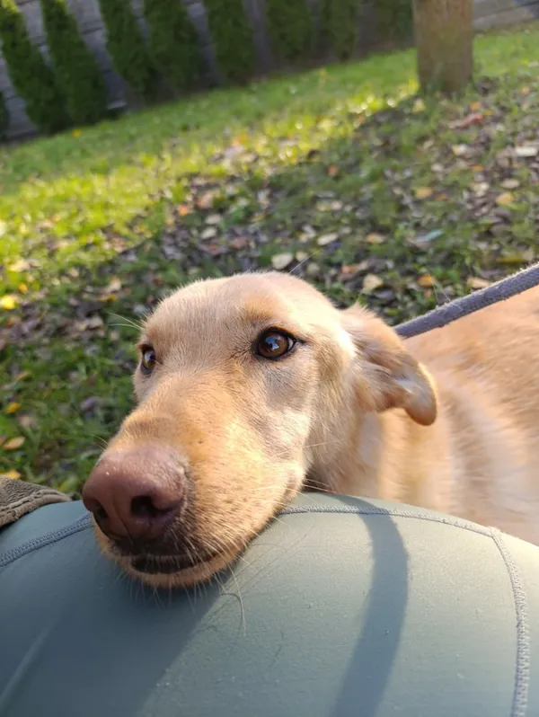 Pies do adopcji, Bełchatów, 29 sierpnia 2024 (1/5)