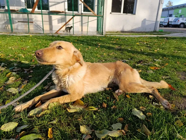 Pies do adopcji, Bełchatów, 29 sierpnia 2024 (2/5)