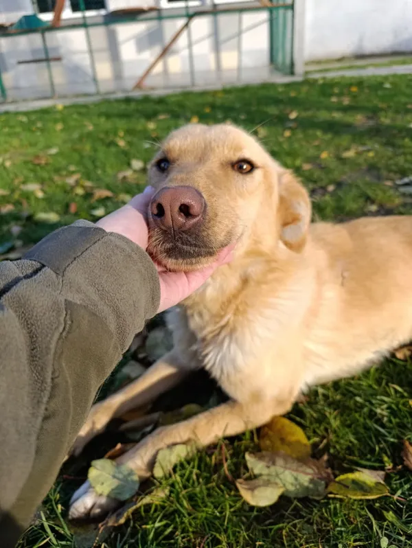 Pies do adopcji, Bełchatów, 29 sierpnia 2024 (3/5)