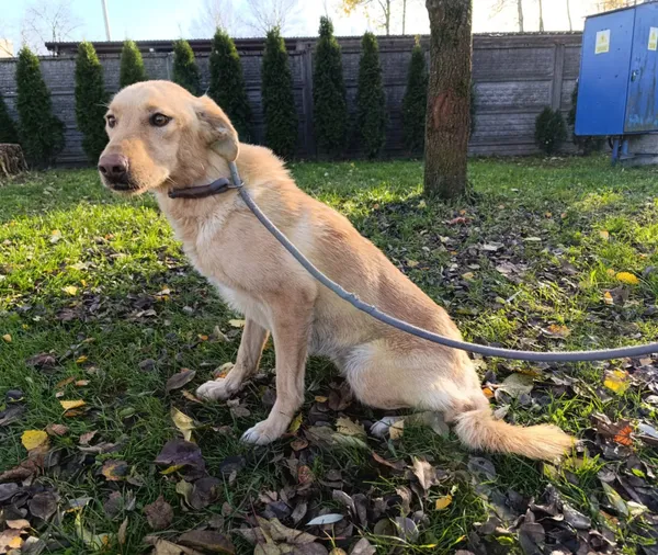 Pies do adopcji, Bełchatów, 29 sierpnia 2024 (5/5)