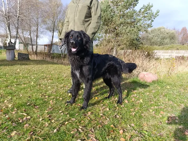 Pies do adopcji, Bełchatów, 7 września 2025 (2/5)