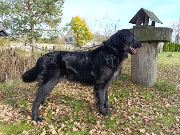 Pies do adopcji, Bełchatów, 7 września 2025 (3/5)