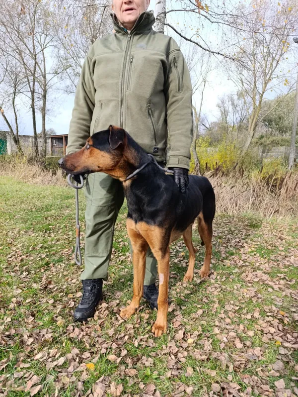 Pies do adopcji, Bełchatów, 6 października 2025 (5/5)