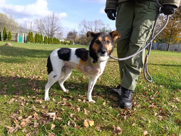 Pies do adopcji, Bełchatów, 4 października 2025 (2/5)