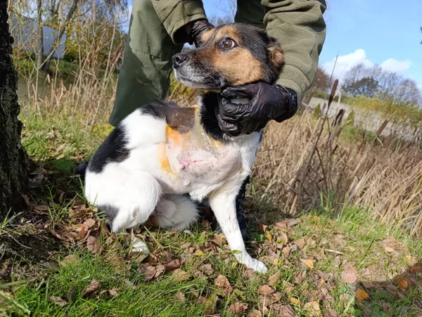 Pies do adopcji, Bełchatów, 4 października 2025 (3/5)