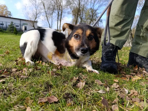Pies do adopcji, Bełchatów, 4 października 2025 (4/5)