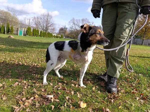 Pies do adopcji, Bełchatów, 4 października 2025 (5/5)