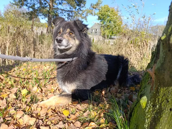 Pies do adopcji, Bełchatów, 26 września 2021 (1/5)