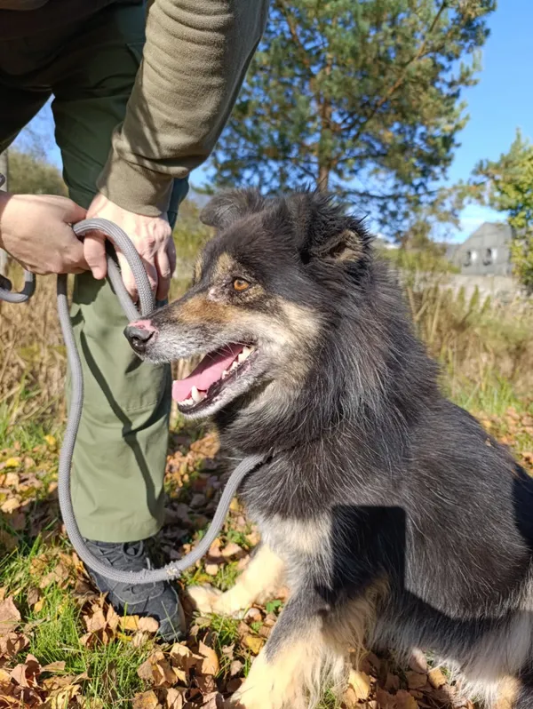 Pies do adopcji, Bełchatów, 26 września 2021 (2/5)