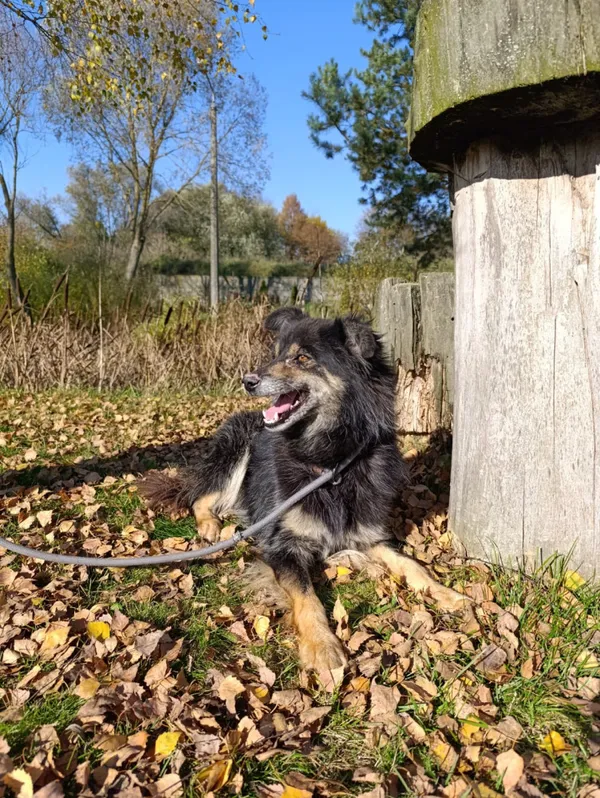 Pies do adopcji, Bełchatów, 26 września 2021 (3/5)