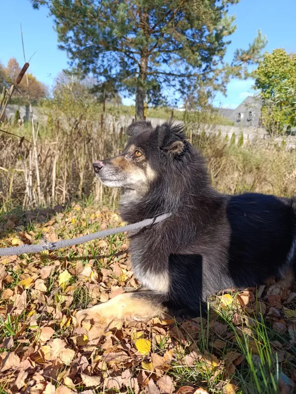 Pies do adopcji, Bełchatów, 26 września 2021 (4/5)