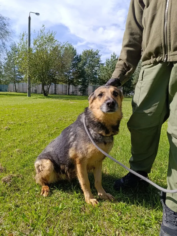 Pies do adopcji, Bełchatów, 19 sierpnia 2022 (2/5)