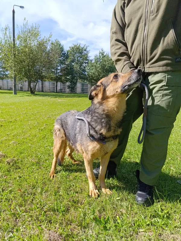 Pies do adopcji, Bełchatów, 19 sierpnia 2022 (3/5)