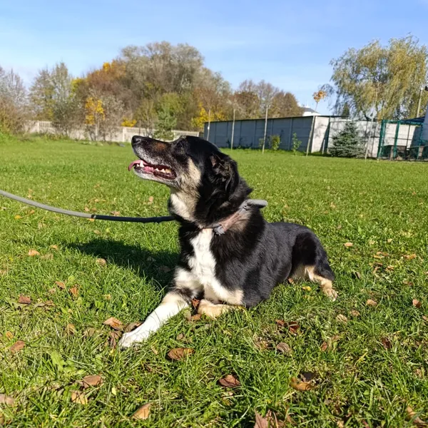 Pies do adopcji, Bełchatów, 22 września 2025 (3/5)