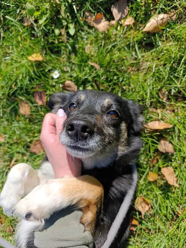 Pies do adopcji, Bełchatów, 22 września 2025 (4/5)