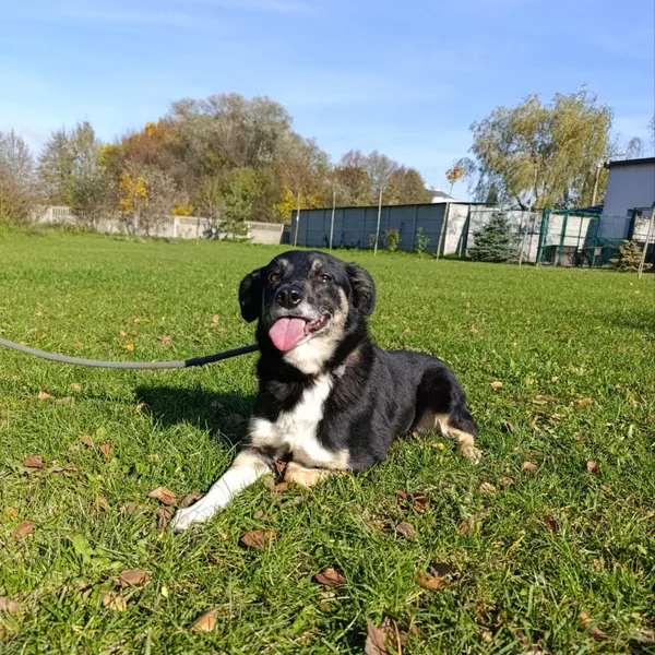 Pies do adopcji, Bełchatów, 22 września 2025 (5/5)