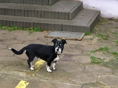 Pies do adopcji, Pabianice, 8 października 2025 (1/2)