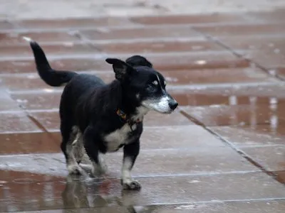 Pies do adopcji, Pabianice, 8 października 2025 (2/2)