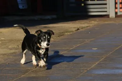 Pies do adopcji, Pabianice, 8 października 2025 (3/4)